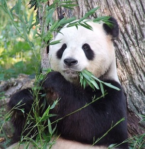 A panda eating bamboo.